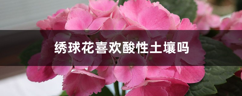 绣球花喜欢酸性土壤吗