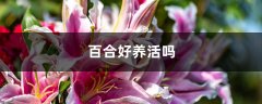 百合好养活吗，该怎么养？