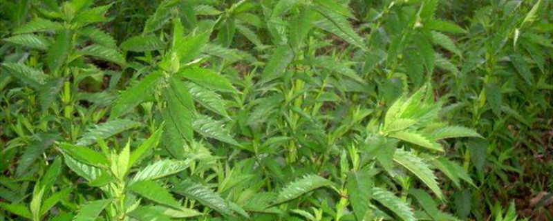 银条是什么植物 银条是什么植物