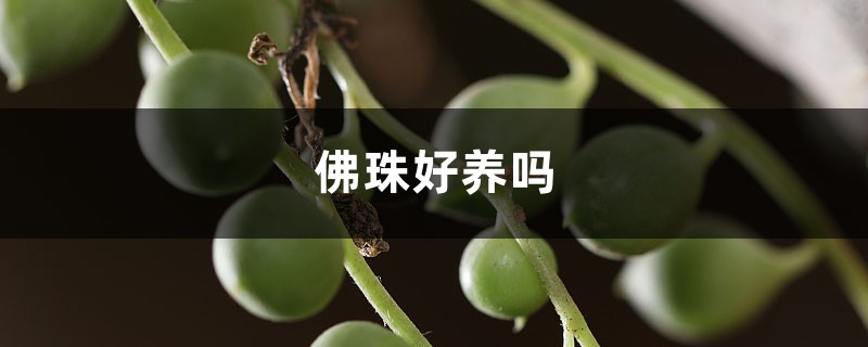 佛珠好养吗 佛珠好养吗