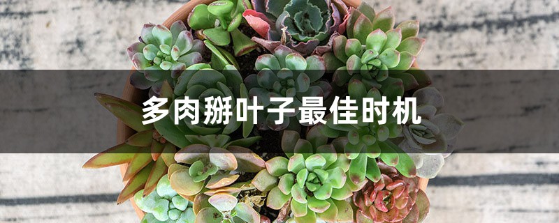 多肉掰叶子最佳时机 多肉掰叶子最佳时机