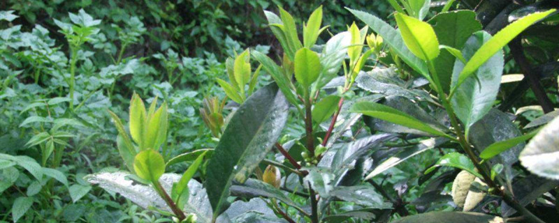 苦丁茶是什么植物 苦丁茶是什么植物