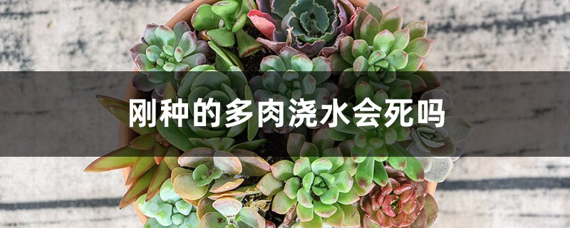 刚种的多肉浇水会死吗 刚种的多肉浇水会死吗