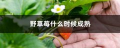 野草莓什么时候成熟