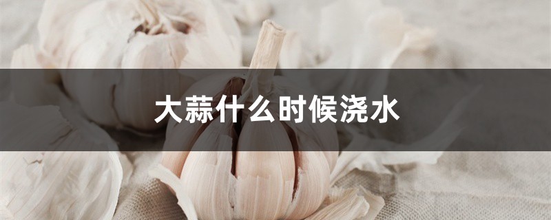 大蒜什么时候浇水 大蒜什么时候浇水