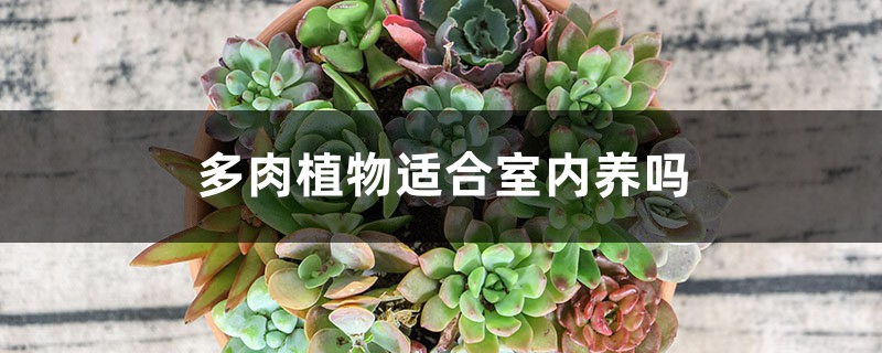 多肉植物适合室内养吗