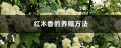 红木香的养殖方法，红木香花啥时候种植