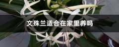 文殊兰适合在家里养吗