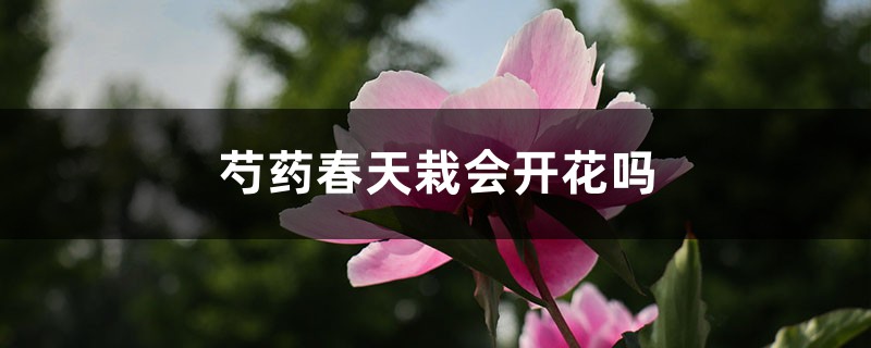 芍药春天栽会开花吗