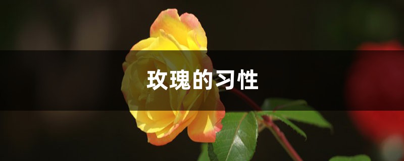 玫瑰的习性