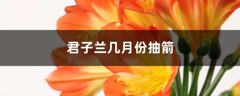 君子兰几月份抽箭