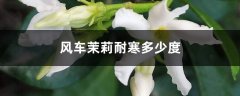 风车茉莉冬天怎么养，能耐多少度的寒冷低温？