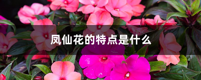 凤仙花的特点是什么