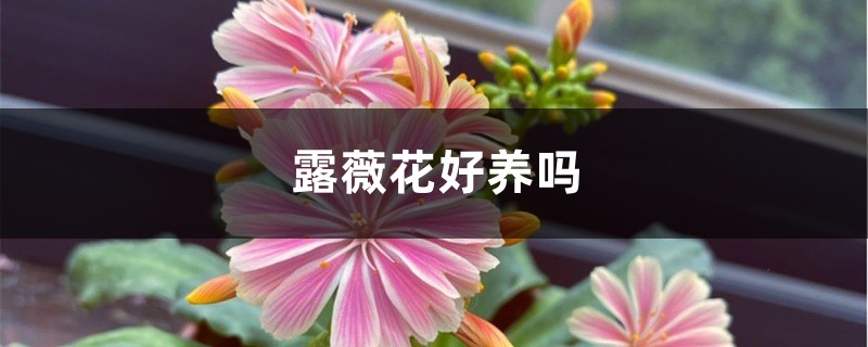 露薇花好养吗 露薇花好养吗