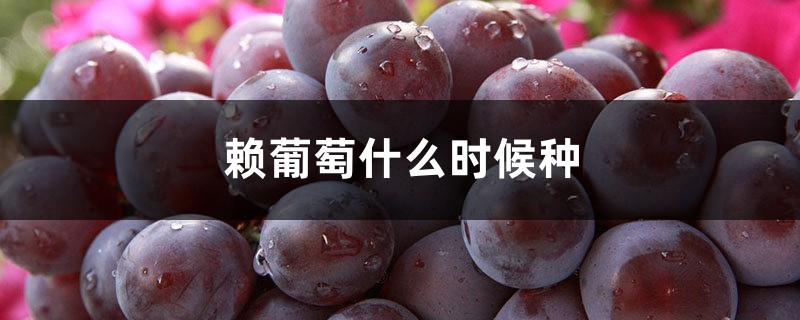 赖葡萄什么时候种 赖葡萄什么时候种