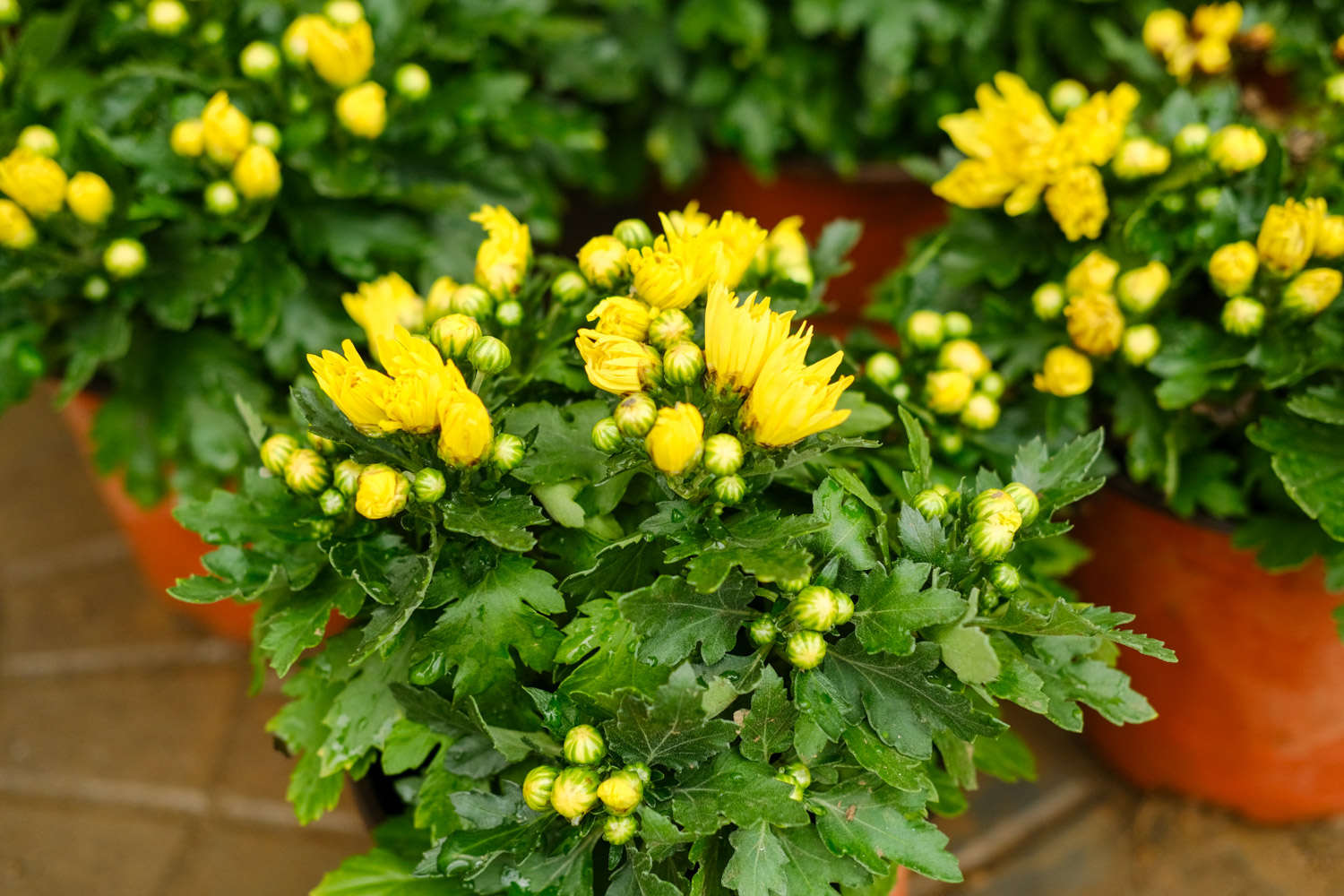 菊花 菊花