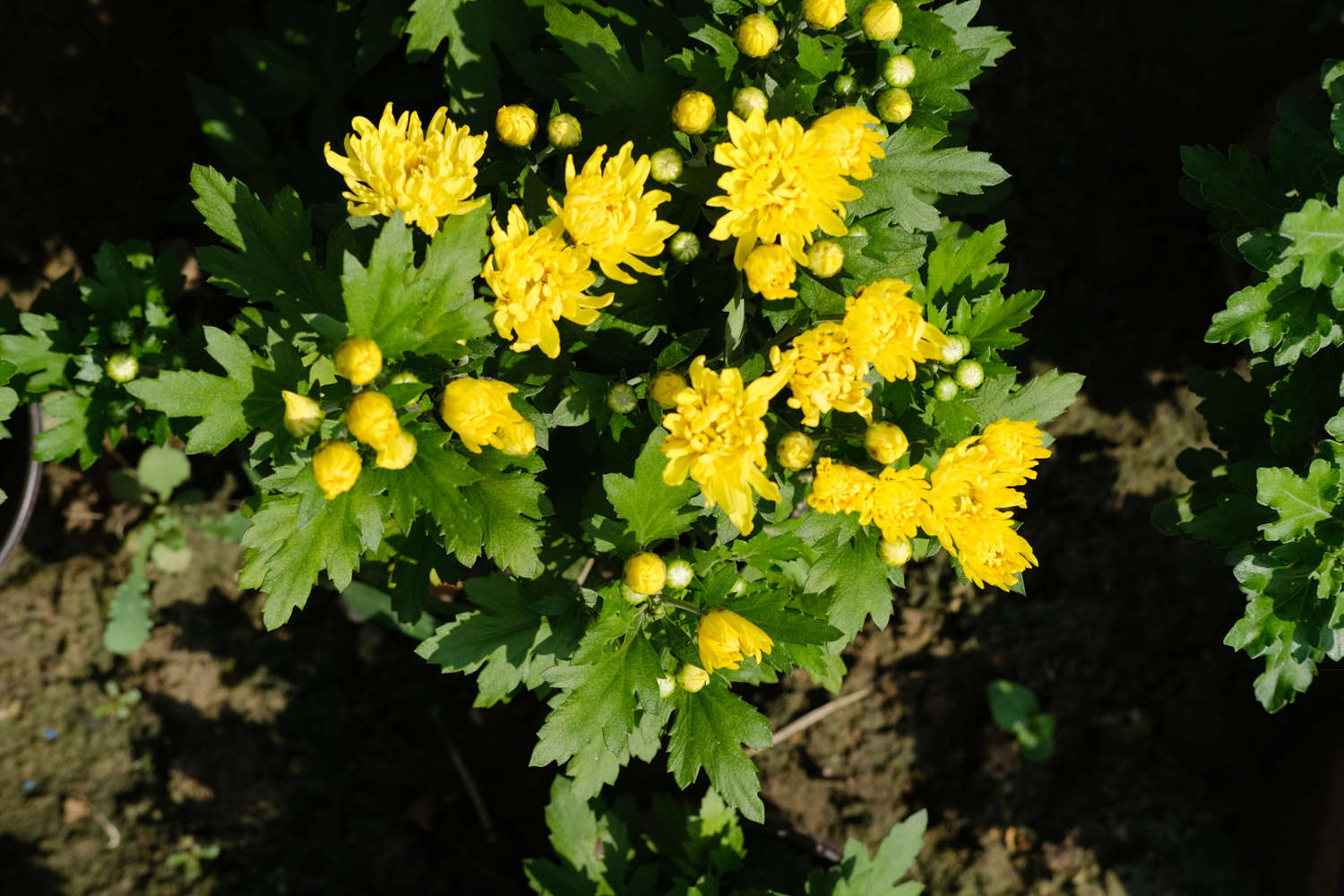 菊花 菊花