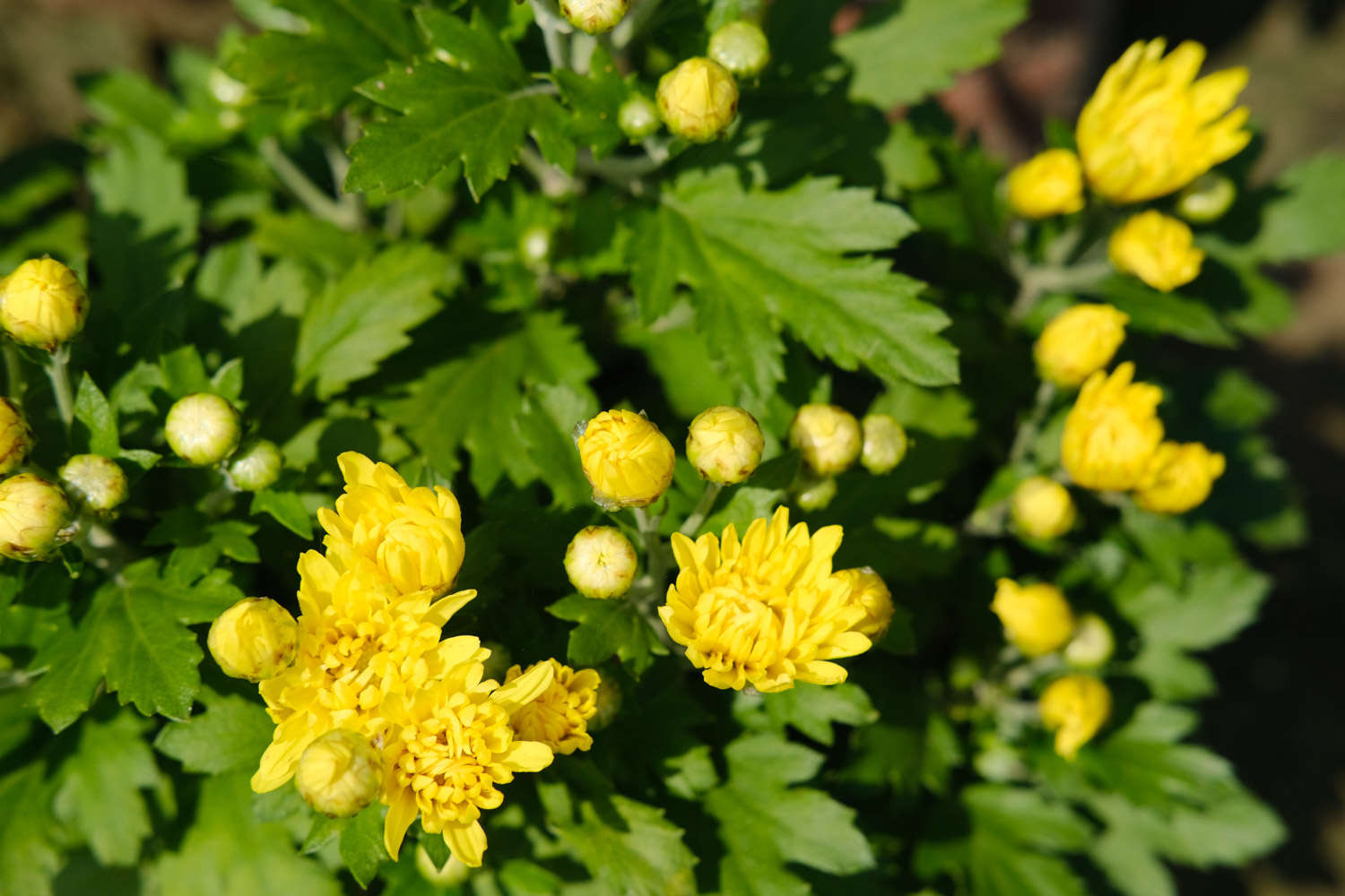 菊花 菊花