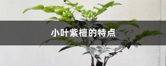 小叶紫檀的特点