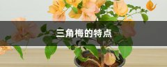 三角梅的特点