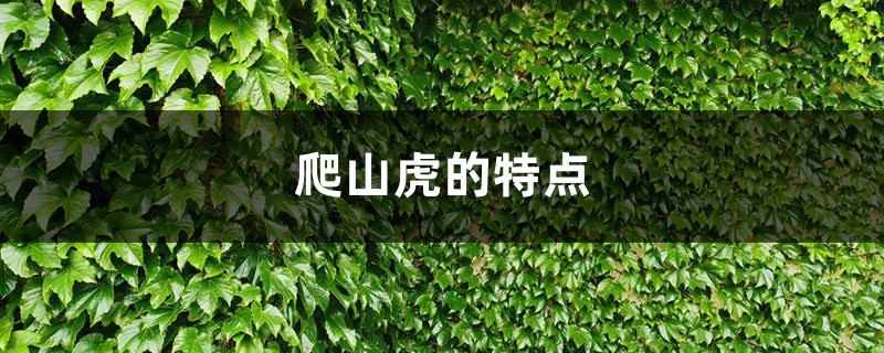 爬山虎的特点