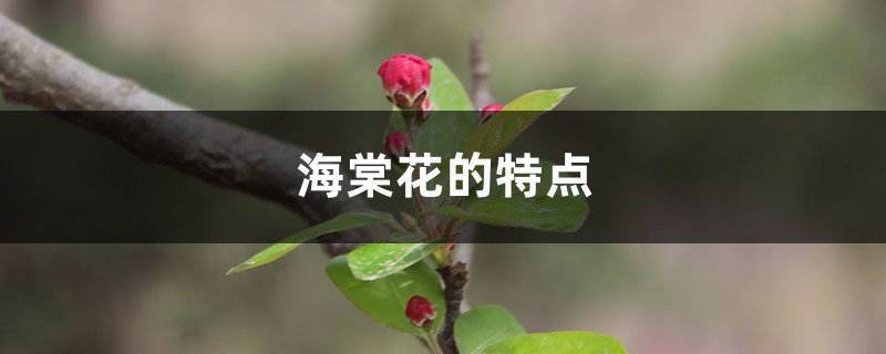 海棠花的特点