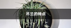 吊兰的特点