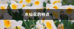 水仙花的特点