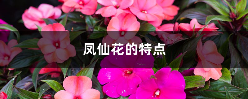 凤仙花的特点 凤仙花的特点