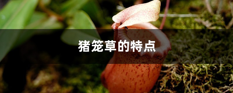 猪笼草的特点 猪笼草的特点