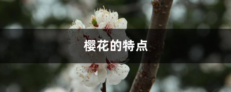 樱花的特点 樱花的特点