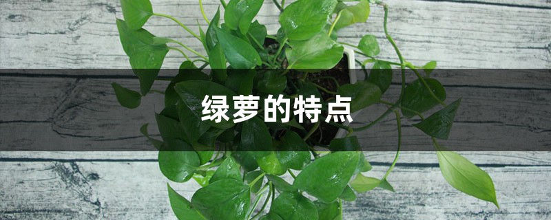 绿萝的特点 绿萝的特点