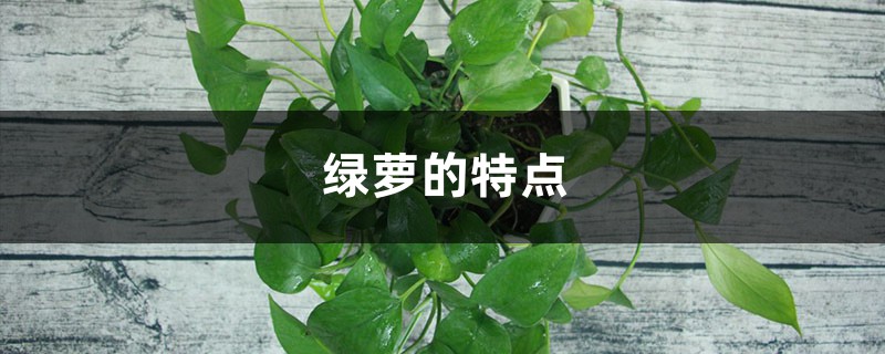 绿萝的特点