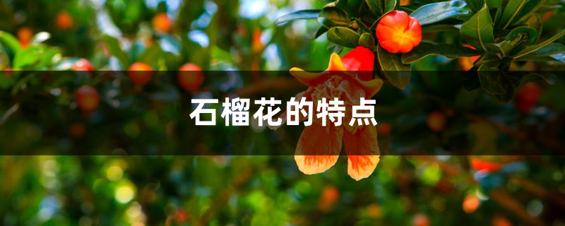 石榴花的特点