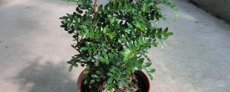 适合放在卫生间的植物,适合放在厨房的植物 适合放在卫生间的植物,适合放在厨房的植物