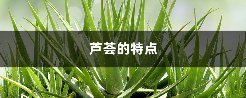 芦荟的特点