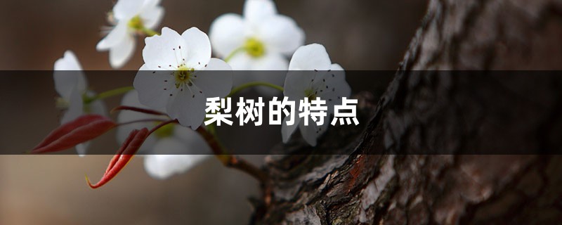 梨树的特点 梨树的特点