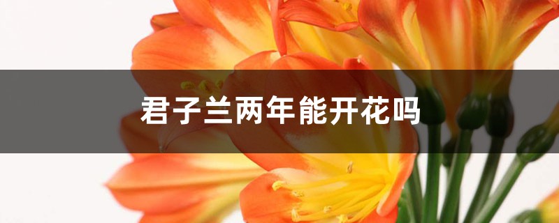 君子兰两年能开花吗，君子兰什么时候开花