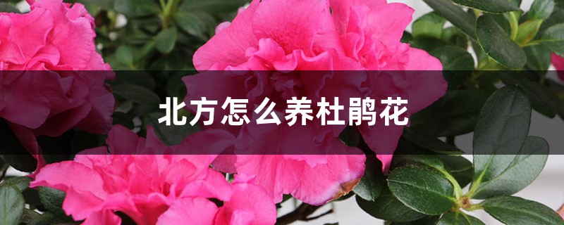 北方怎么养杜鹃花,北方养好杜鹃花的秘诀 北方怎么养杜鹃花,北方养好杜鹃花的秘诀