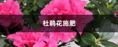 杜鹃花施肥，杜鹃花施肥方法与养护