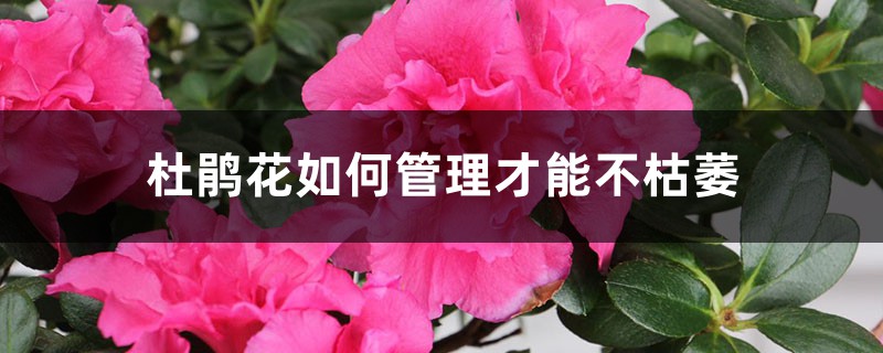 杜鹃花如何管理才能不枯萎，杜鹃花花后怎么管理