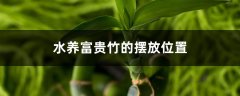 水养富贵竹的摆放位置，小富贵竹摆放位置