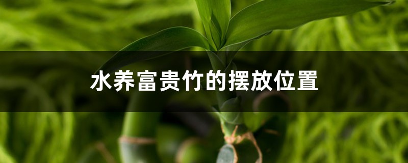水养富贵竹的摆放位置,小富贵竹摆放位置 水养富贵竹的摆放位置,小富贵竹摆放位置