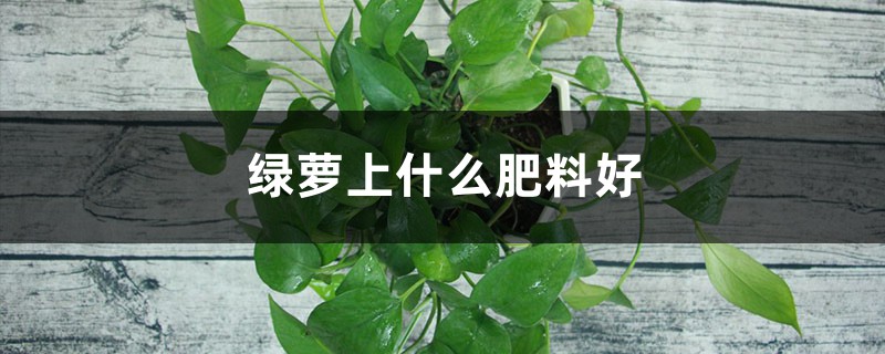 绿萝上什么肥料好,养绿萝用什么肥料 绿萝上什么肥料好,养绿萝用什么肥料