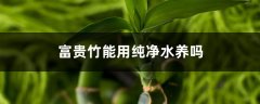 富贵竹能用纯净水养吗，富贵竹用自来水行吗