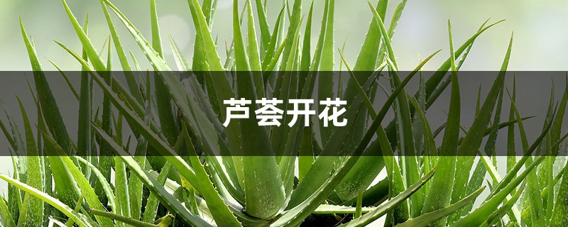 芦荟开花 芦荟开花