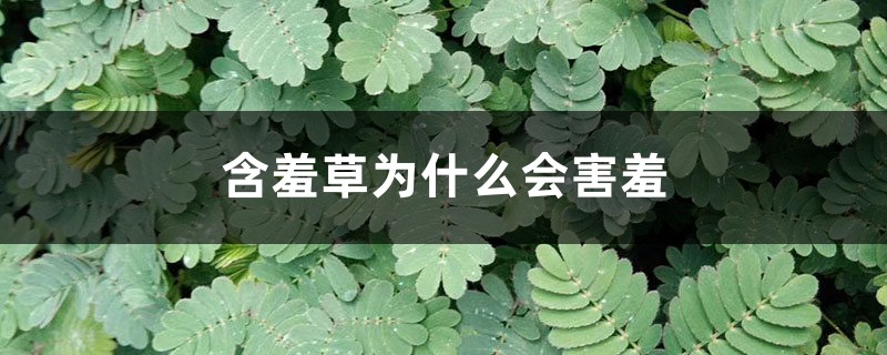 含羞草为什么会害羞 含羞草为什么会害羞