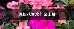 凤仙花喜欢什么土壤