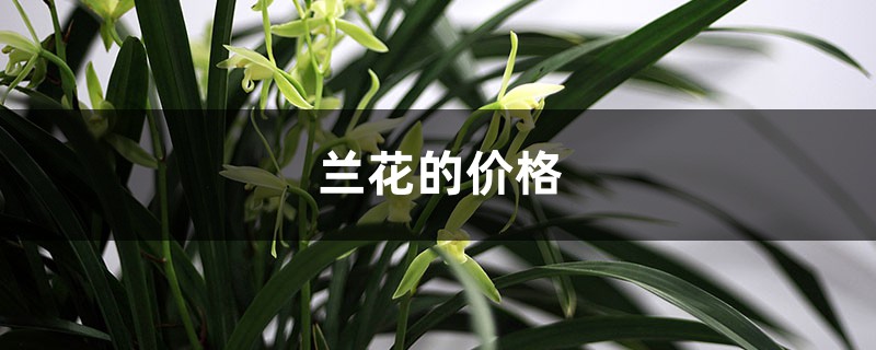 兰花的价格