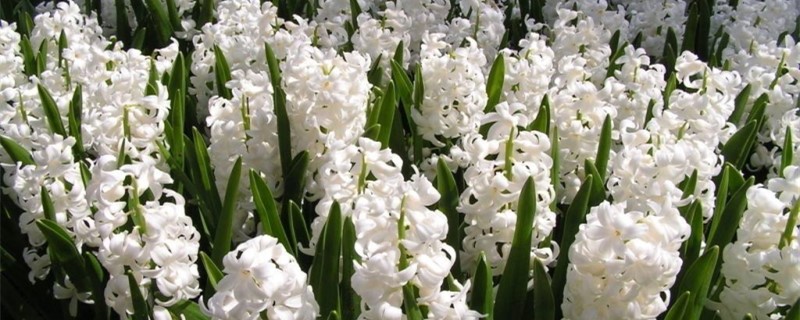 春天开的花 春天开的花